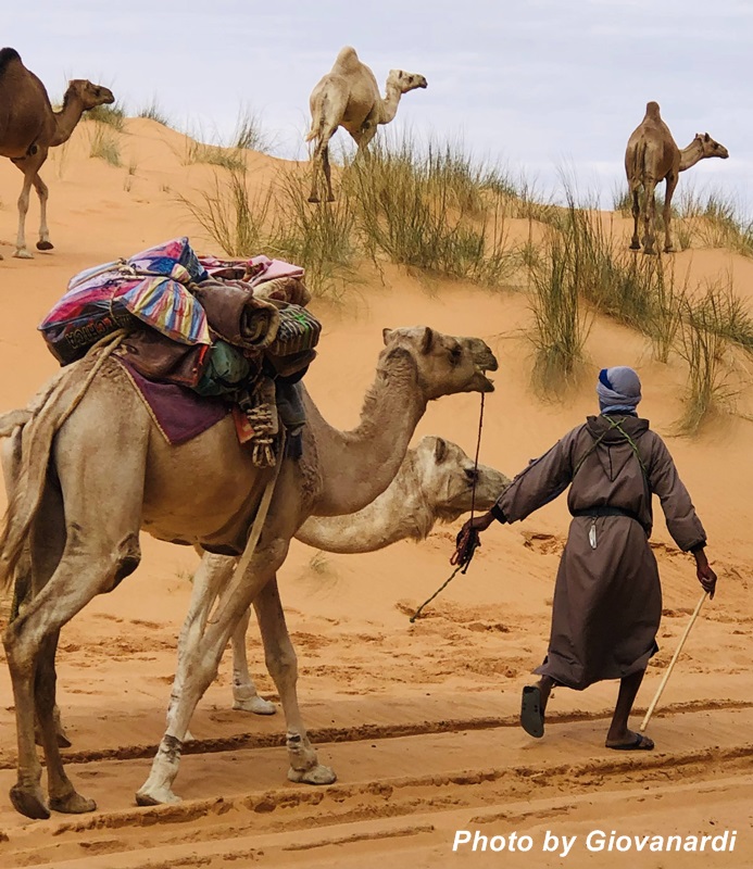 Cammellieri in transito nel deserto del Sahara
