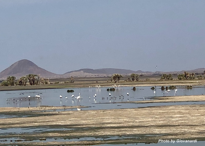 Fauna avicola sulle sponde del lago Turkana