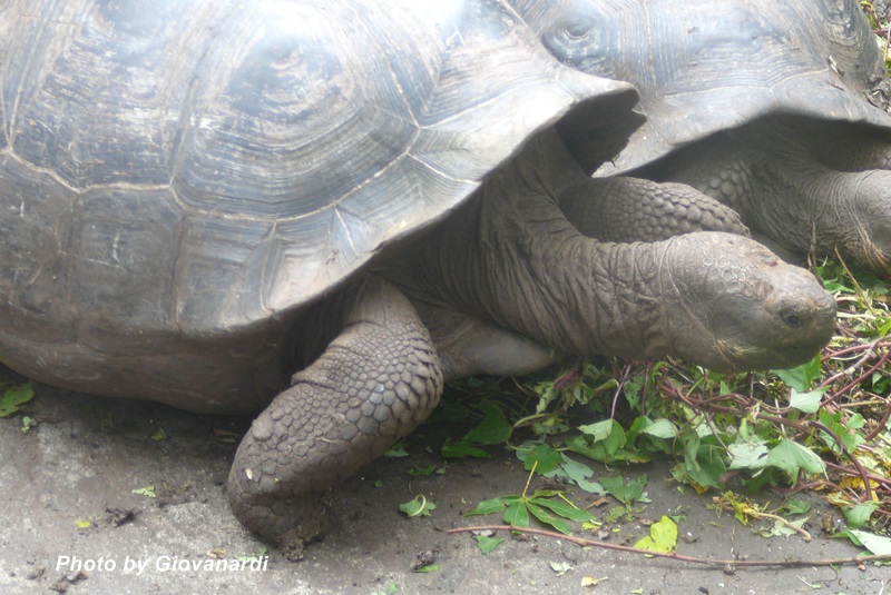 Le tartarughe che si trovano sull'Isola Floreana
