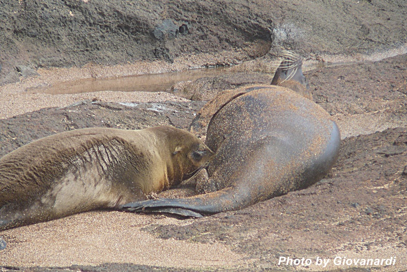 Isola di San Bartolomè: un leone marino allatta il suo piccolo