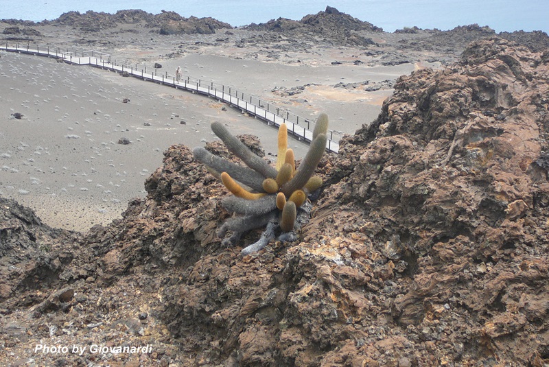Un Cactus di lava sull'isola di San Bartolomè
